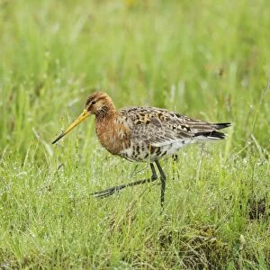 Black-tailed Godwit (Limosa limosa) adult, breeding plumage, foraging in wet meadow, Iceland, June