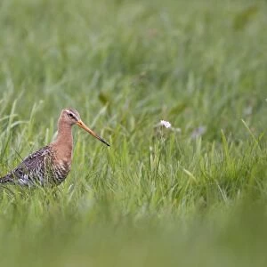 Black-tailed Godwit (Limosa limosa) adult, summer plumage, standing amongst grass in fenland, Lincolnshire, England, may