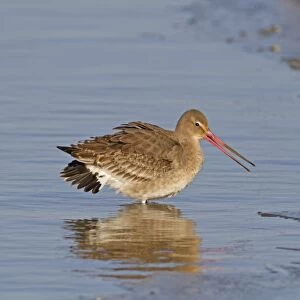 Black-tailed Godwit (Limosa limosa) adult, winter plumage, in aggressive posture