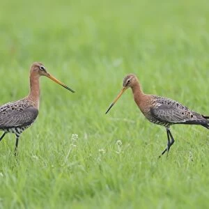 Black-tailed Godwit (Limosa limosa) two adults, breeding plumage, standing in meadow at territorial boundary, Texel