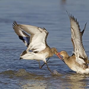 Black-tailed Godwit (Limosa limosa) two adults, winter plumage, fighting in water, Norfolk, England, february