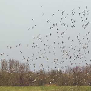 Black-tailed Godwit (Limosa limosa) flock, in flight, Ouse Washes, Norfolk, England, february