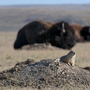 Black-tailed Prairie Dog (Cynomys ludovicianus) adult, sitting at burrow entrance, with Plains Bison (Bison bison bison) in background, in shortgrass prairie habitat, West Bloc, Grasslands N. P. Southern Saskatchewan, Canada, october