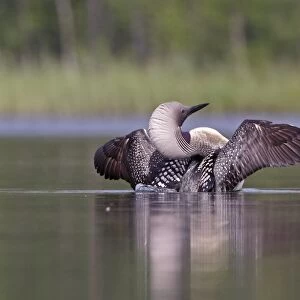 Black-throated Diver (Gavia arctica) adult, summer plumage, displaying on lake, Finland, july