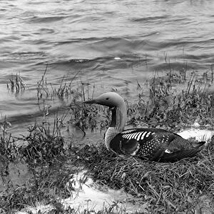 Black throated Diver - Inverness-shire 1947. Taken by Eric Hosking