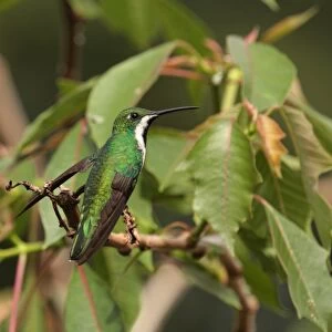 Black-throated Mango (Anthracothorax nigricollis) adult female, perched on twig, Puerto Iguazu, Misiones, Argentina, november