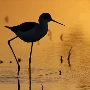 Black-winged Stilt (Himantopus himantopus) adult, walking in shallow water, silhouetted at sunset, Long Valley