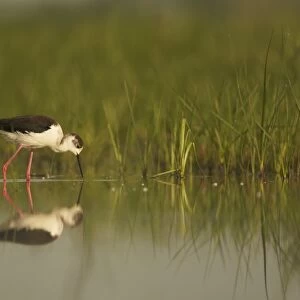 Black-winged Stilt (Himantopus himantopus) adult, feeding in shallow water with reflection, in wet grassland meadow