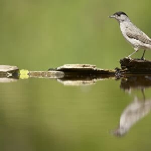 Blackcap (Sylvia atricapilla) adult male, standing at edge of forest pool, Hungary