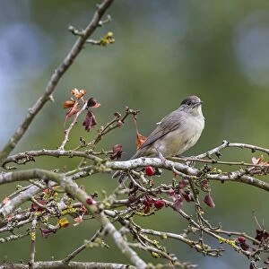 Blackcap a young male on Hawthorn tree