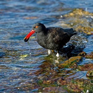 Blackish Oystercatcher (Haematopus ater) adult, feeding on mussel in sea, Falkland Islands, february