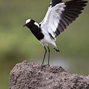 The Blacksmith Lapwing or Blacksmith Plover, note the wing spurs. Occurs commonly from Kenya through central Tanzania