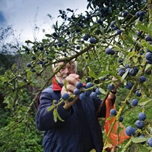 Blackthorn (Prunus spinosa) berries, growing in hedgerow beside public footpath, with man picking for sloe gin