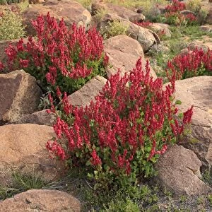 Bladderdock (Rumex vesicarius) introduced species, flowering, growing amongst rocks, Sturt N. P