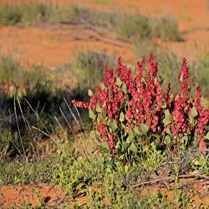 Bladderdock (Rumex vesicarius) introduced species, flowering, Sturt N. P. New South Wales, Australia