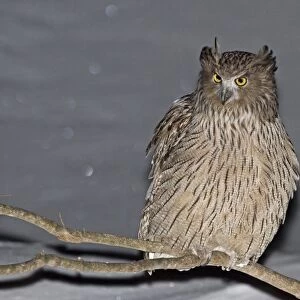 Blakiston's Fish-owl (Bubo blakistoni) adult, perched on branch in snow at night, Washino-yado, Rausu, Shiretoko Peninsula, Hokkaido, Japan, winter