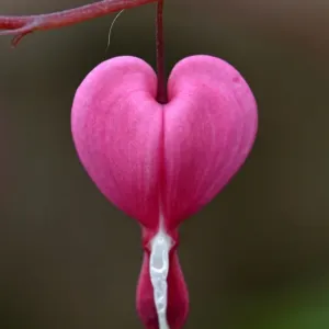 Bleeding Heart Flower Close-up Print Bleeding Heart Flower Close-up Print