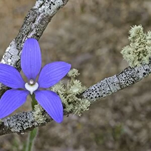 Blue China Orchid (Cyanicula gemmata) Flowering, Dryandra, Western Australia