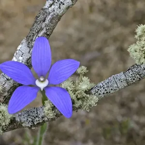 Blue China Orchid (Cyanicula gemmata) Flowering, Dryandra, Western Australia Blue China Orchid (Cyanicula gemmata) Flowering, Dryandra, Western Australia