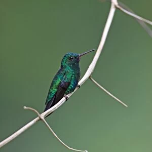 Blue-chinned Sapphire (Chlorestes notatus) adult male, perched on stem, Trinidad, Trinidad and Tobago, April