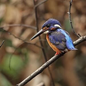 Blue-eared Kingfisher (Alcedo meninting meninting) adult male, with tail cocked, perched on branch, Way Kambas N. P