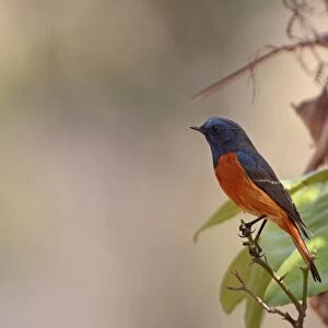 Blue-fronted Redstart (Phoenicurus frontalis) adult male, perched on twig, Sattal, Uttarakhand, India, february