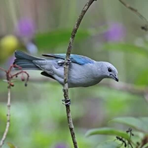 Blue-grey Tanager (Thraupis episcopus cana) adult, clinging to twig, Canopy Lodge, El Valle, Panama, October