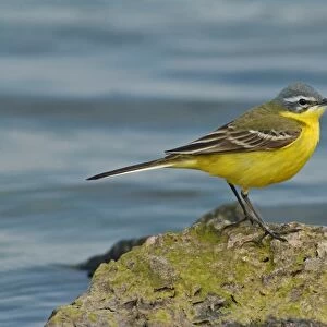 Blue-headed Wagtail (Motacilla flava flava) adult male, standing on rock in water, England, may