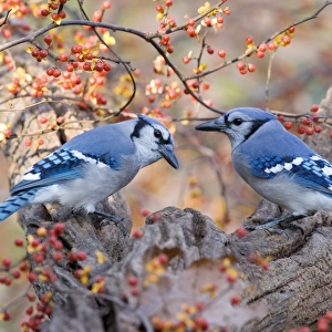 Blue Jay (Cyanocitta cristata) two adults, perched on branch beside bittersweet, U. S. A. autumn
