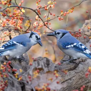 Blue Jay (Cyanocitta cristata) two adults, perched on branch beside bittersweet, U. S. A. autumn Blue Jay (Cyanocitta cristata) two adults, perched on branch beside bittersweet, U. S. A. autumn
