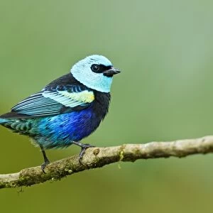 Blue-necked Tanager (Tangara cyanicollis) adult, perched on twig in montane rainforest, Andes, Ecuador, November