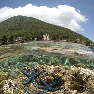 Blue Starfish (Linckia laevigata) four adults, on coral with volcano in background, viewed from above and below water
