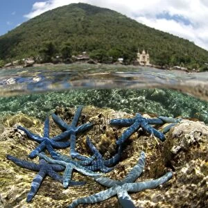 Blue Starfish (Linckia laevigata) adults, group on coral with volcano in background, viewed from above and below water