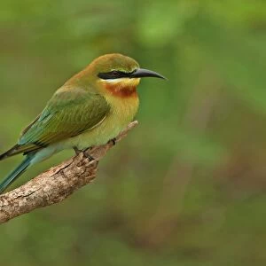 Blue-tailed Bee-eater (Merops philippinus) adult, perched on branch, Sri Lanka, december