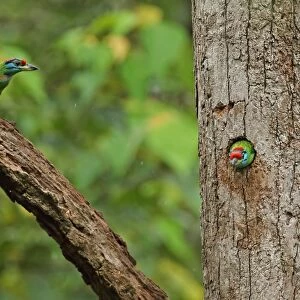 Blue-throated Barbet (Megalaima asiatica davisoni) adult pair, changing over at nest, during light rainfall