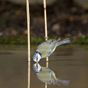 Blue Tit (Cyanistes caeruleus) adult, drinking, clinging to reed stem with reflection, Suffolk, England, January
