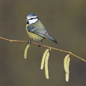 Blue Tit (Parus caeruleus) adult, perched on twig with catkins, Suffolk, England, January