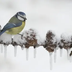 Blue Tit (Parus caeruleus) adult, perched on European Larch (Larix decidua) branch with snow and icicles, England, february Blue Tit (Parus caeruleus) adult, perched on European Larch (Larix decidua) branch with snow and icicles, England, february