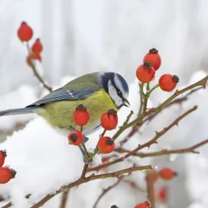Blue Tit Print, Perched on Wild Rose in Snowy Scottish Garden Blue Tit Print, Perched on Wild Rose in Snowy Scottish Garden
