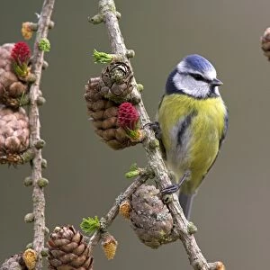 Blue Tit (Parus caeruleus) adult, perched on larch twig with flowers and cones, in garden, Berwickshire, Scotland, spring
