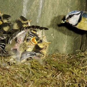 Blue Tit (Parus caeruleus) adult, with caterpillars in beak, feeding begging chicks at nest inside nestbox, Midlands, England, may