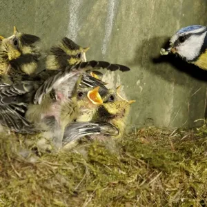 Blue Tit (Parus caeruleus) adult, with caterpillars in beak, feeding begging chicks at nest inside nestbox, Midlands, England, may Blue Tit (Parus caeruleus) adult, with caterpillars in beak, feeding begging chicks at nest inside nestbox, Midlands, England, may