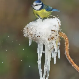 Blue Tit (Parus caeruleus) adult, feeding, perched on Common Teasel (Dipsacus fullonum) seedhead covered with snow and icicles, Leicestershire, England, december Blue Tit (Parus caeruleus) adult, feeding, perched on Common Teasel (Dipsacus fullonum) seedhead covered with snow and icicles, Leicestershire, England, december
