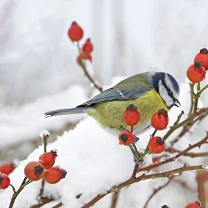 Blue Tit (Parus caeruleus) adult, drinking from snow, perched on wild rose with hips, in snow covered garden hedge