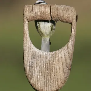 Blue Tit (Parus caeruleus) adult hidden behind spade handle, South Yorkshire, England Blue Tit (Parus caeruleus) adult hidden behind spade handle, South Yorkshire, England