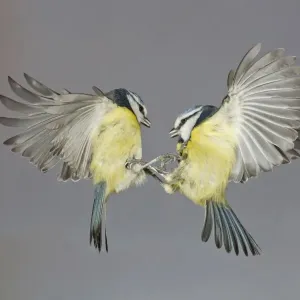 Blue Tit Print: In-flight Mid-air Confrontation Blue Tit Print: In-flight Mid-air Confrontation