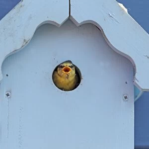 Blue Tit (Parus caeruleus) chick, calling for food at nestbox entrance on garden shed, Essex, England, may