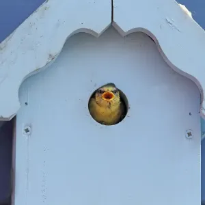 Blue Tit (Parus caeruleus) chick, calling for food at nestbox entrance on garden shed, Essex, England, may Blue Tit (Parus caeruleus) chick, calling for food at nestbox entrance on garden shed, Essex, England, may