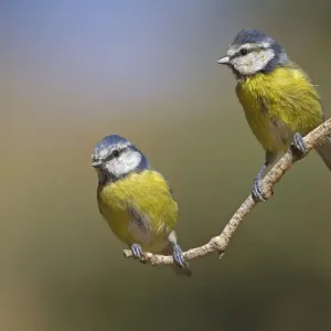Blue Tit (Parus caeruleus) two immatures, moulting to adult plumage, perched on twig, Northern Spain, september Blue Tit (Parus caeruleus) two immatures, moulting to adult plumage, perched on twig, Northern Spain, september