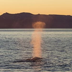 Blue Whale (Balaenoptera musculus) adult, surfacing and spouting, in coastal habitat with light of midnight sun